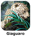 Giaguaro